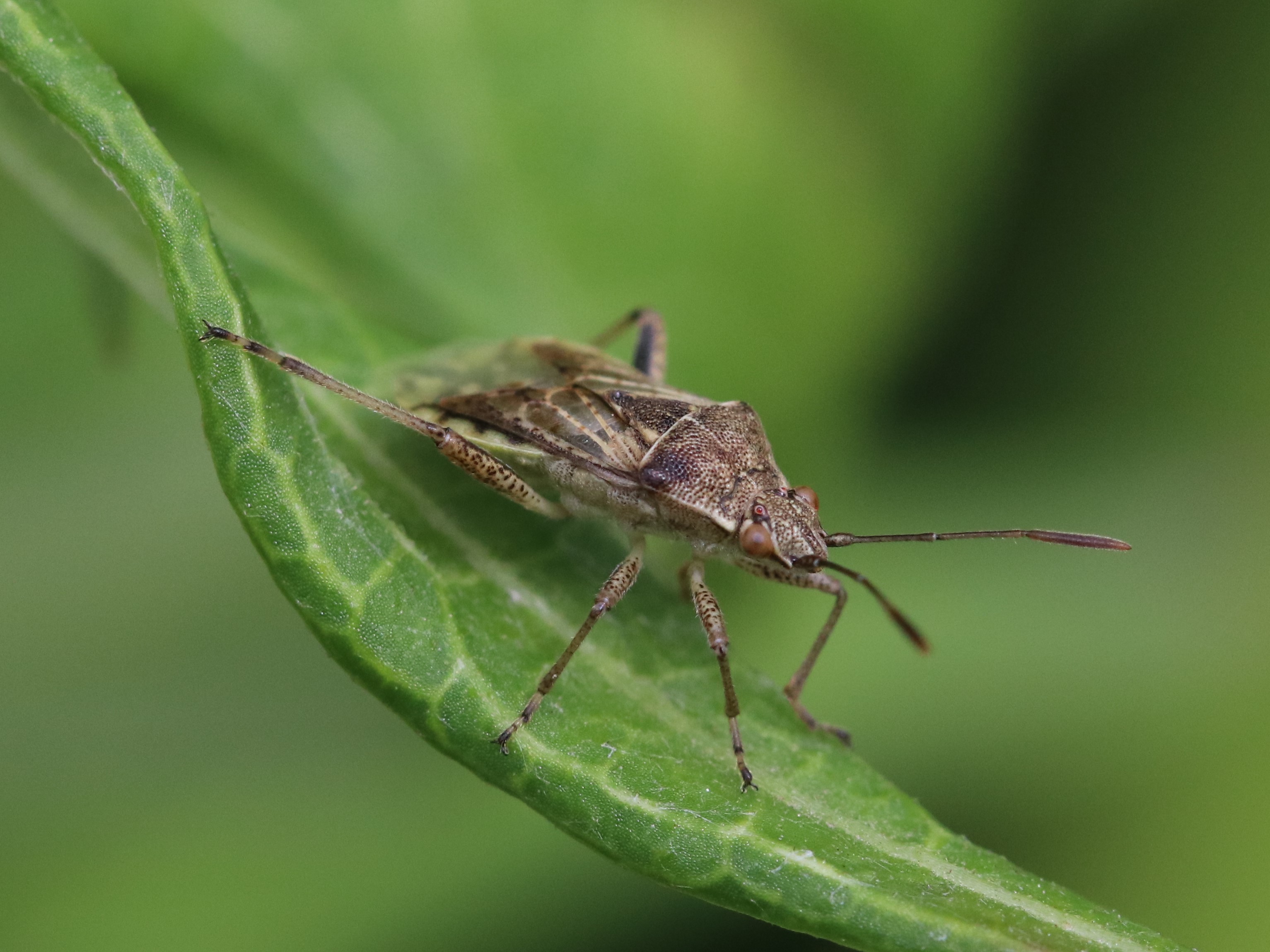 草上のブチヒゲヘリカメムシ